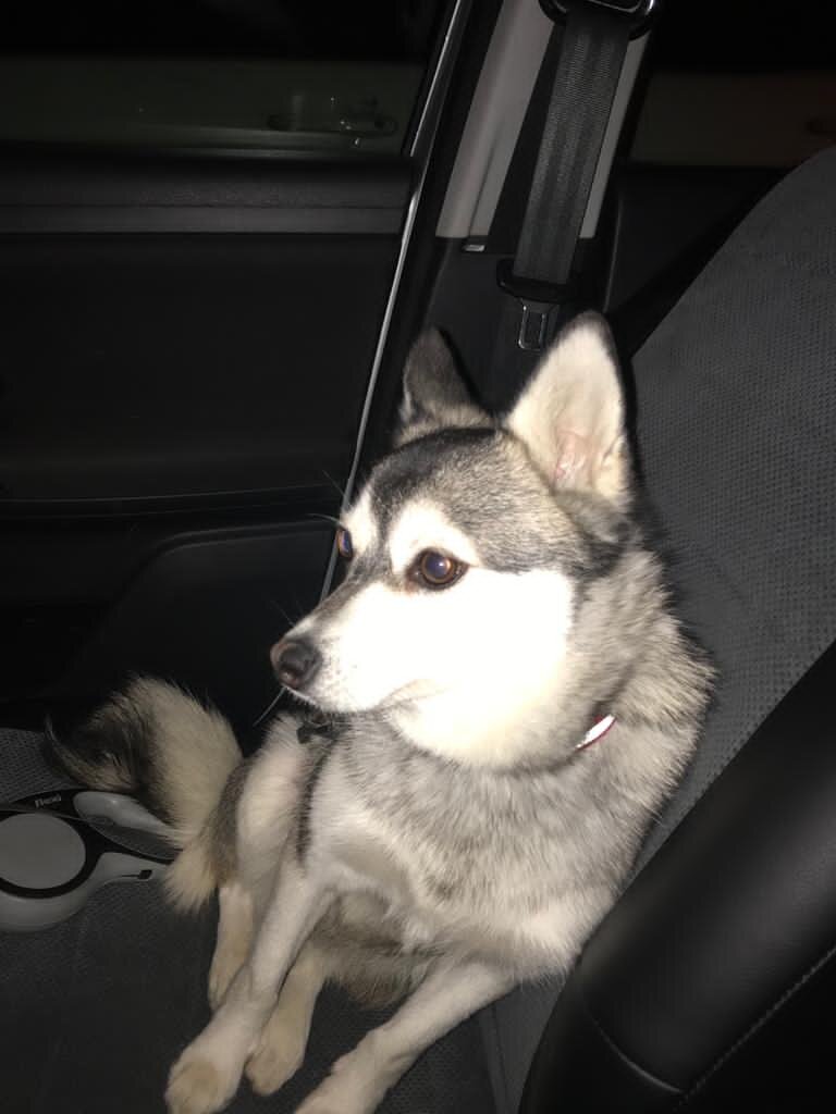 Глория в автомобиле обожает путешествовать 