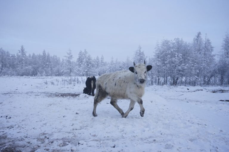 Фото: Семён Сивцев