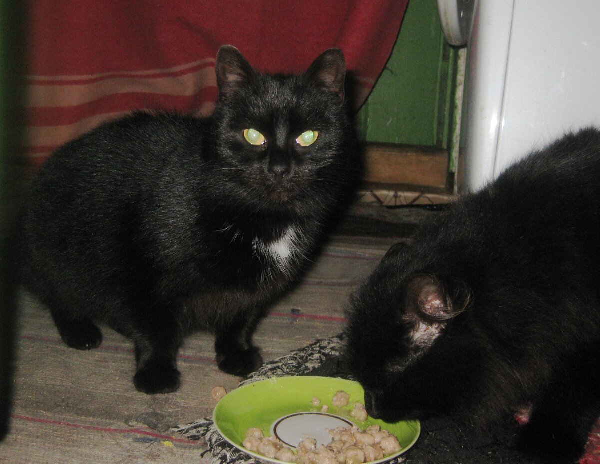 Красавец Гаврюша и Бусик