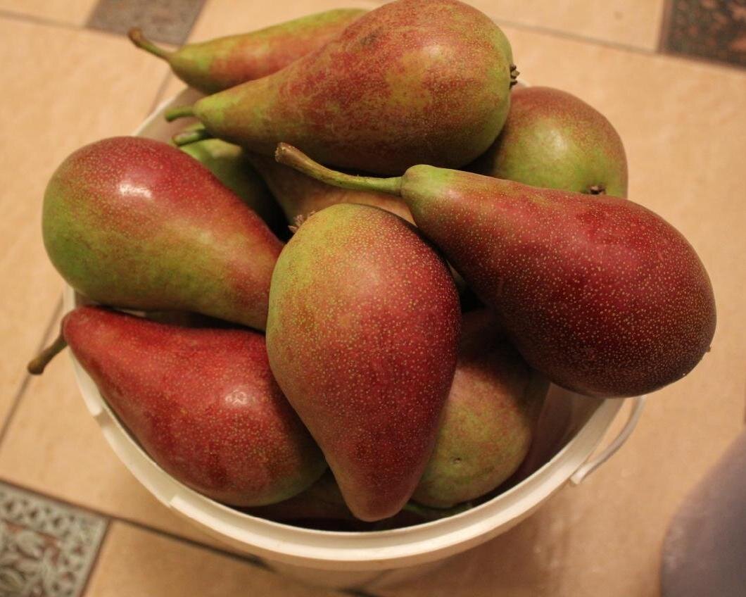 Груша сорт перун. Груша яковлевская. Груша колоновидная кармен. Груша яковлевская фото. Груша обыкновенная яковлевская.