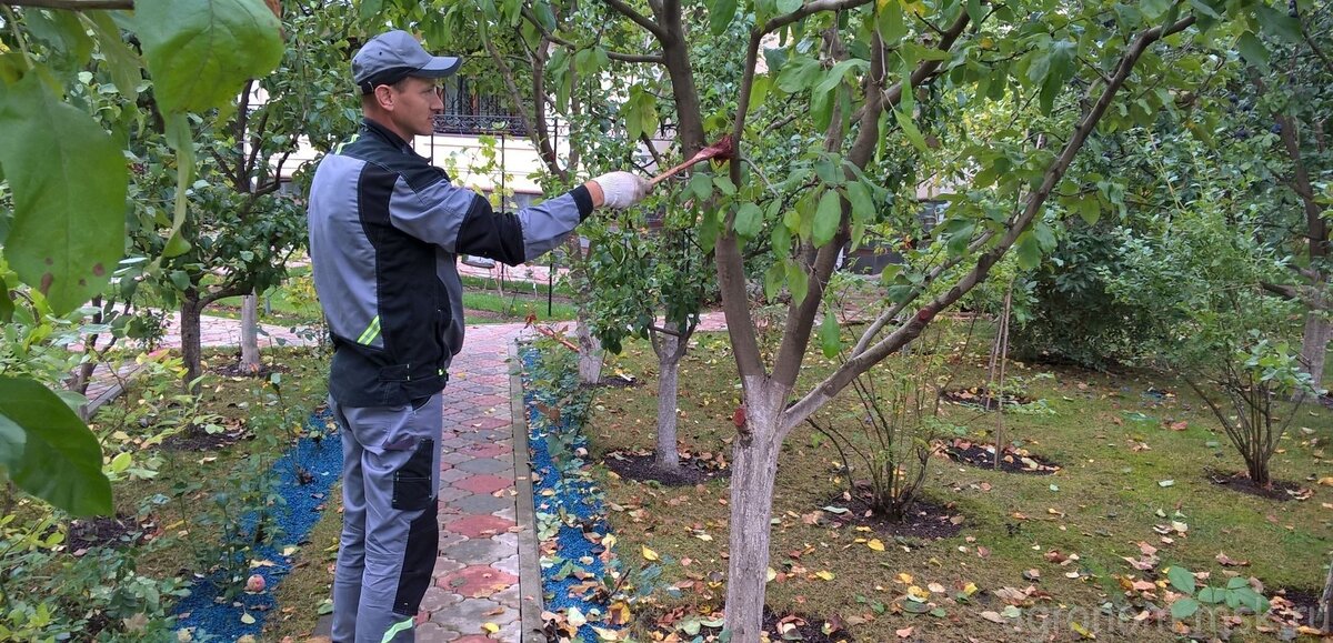 Изображение взято с biobirsk.ru