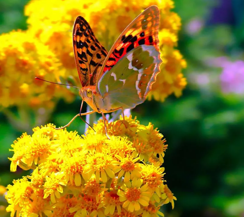 Взято из яндекс картинок