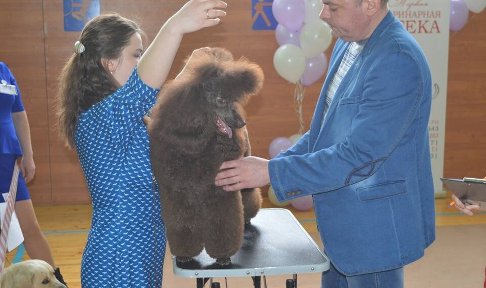 Мы с пуделем Арти на выставке