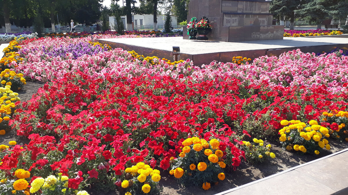 Цветы у памятника Ленину