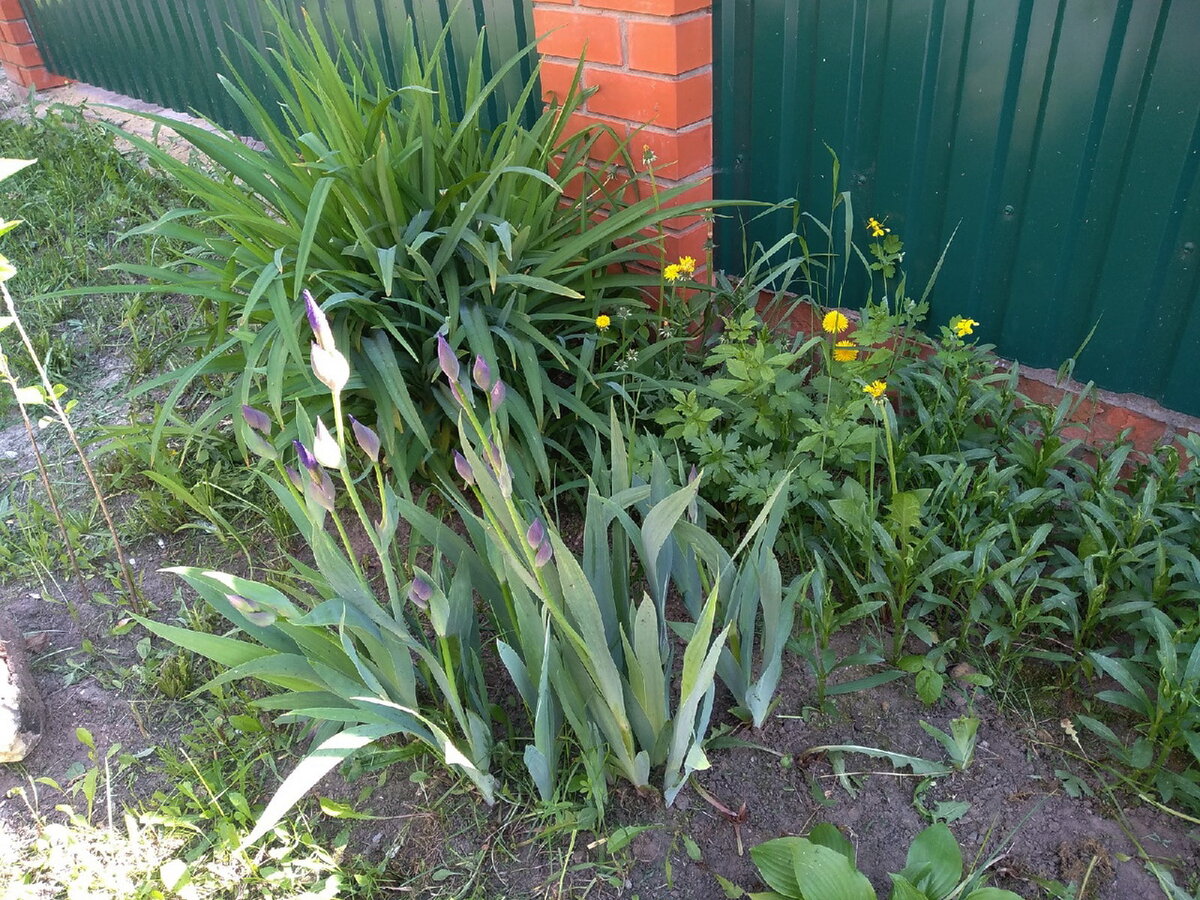 Ирисы и лилейник за забором