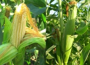 Увеличение урожайности огорода с помощью кукурузы