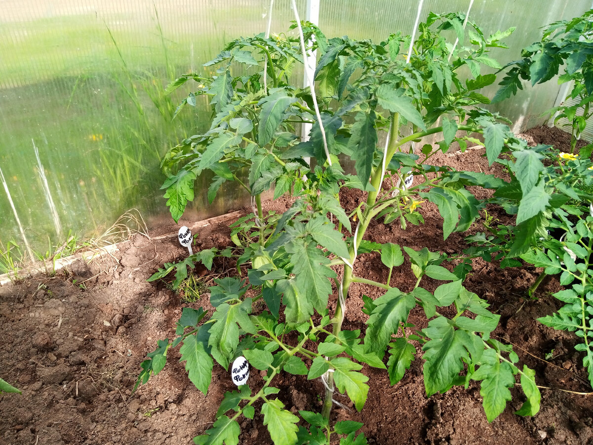 Сорт томата Фонари Фокина