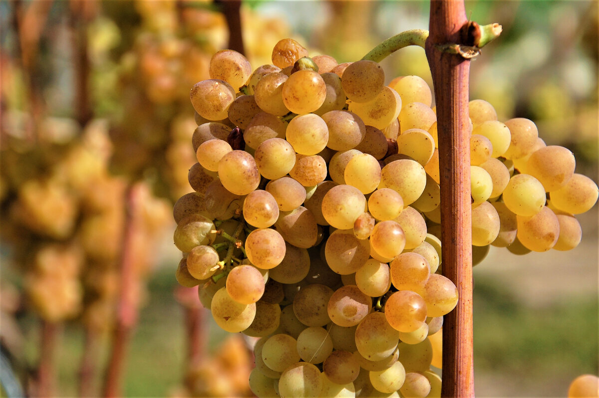 фото автора канала "Виноградник"