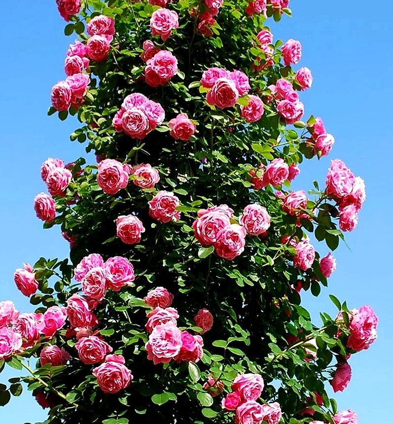 Кустовые розы фото для сада с названиями
