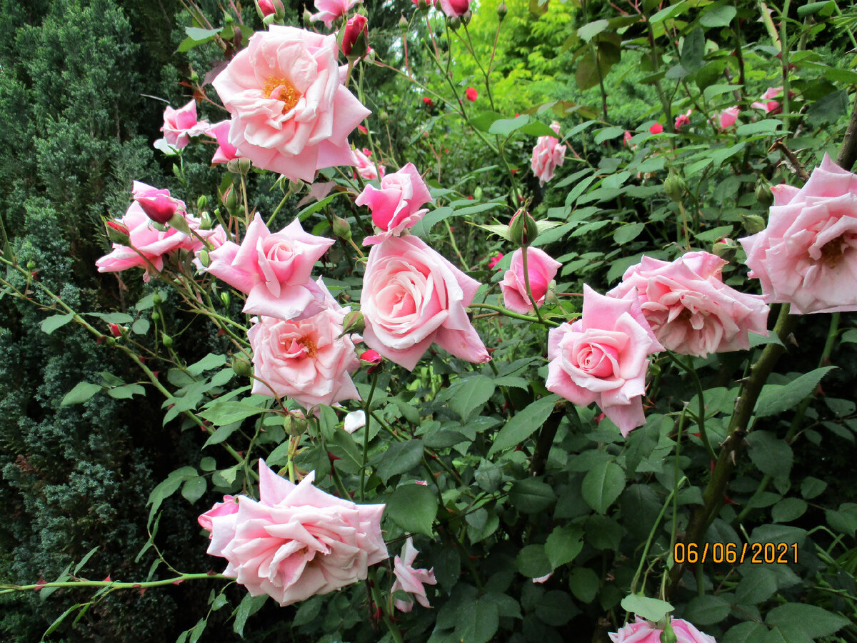 Роза  "Блоссом Тайм".