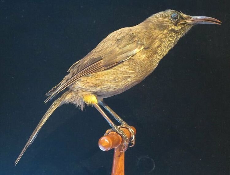 Источник: https://www.reddit.com/r/AskReddit/comments/nimtr7/whats_the_saddest_fact_you_know/gz4750w — https://en.wikipedia.org/wiki/File:Moho_braccatus_Cassin,_Bishop_Museum,_Honolulu.JPG