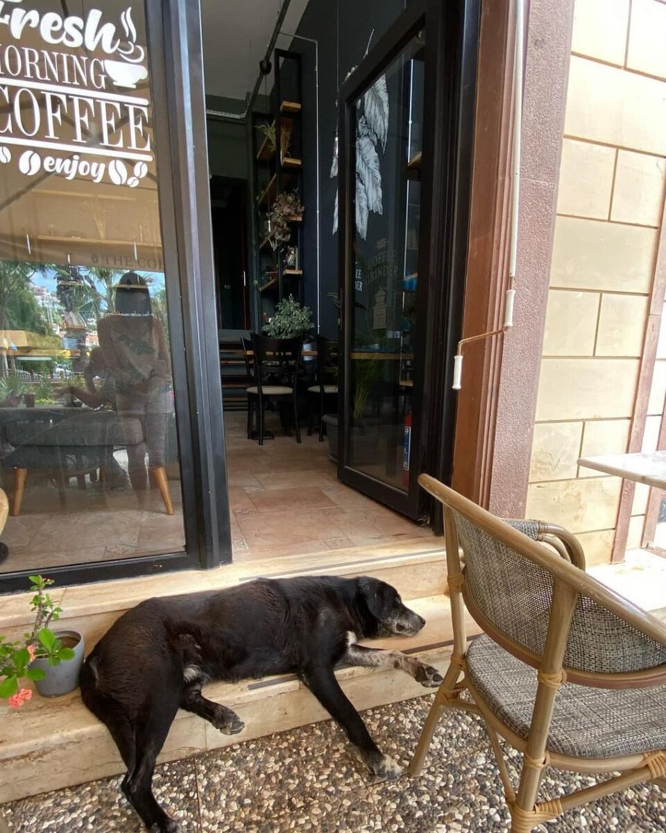 Пёсель, отдыхающий на террасе кофейни 