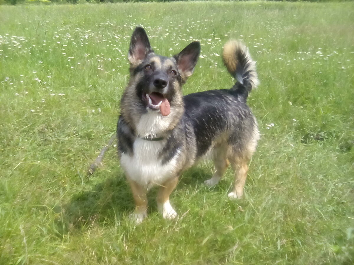 Корги и овчарка в одном псе