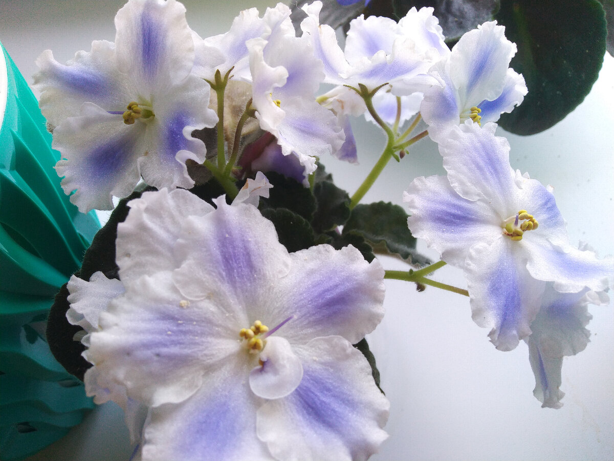 Для поднятия настроения. Фото автора