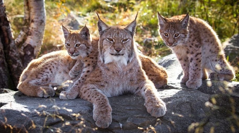 Мама-рысь довольна и горда своими детишками