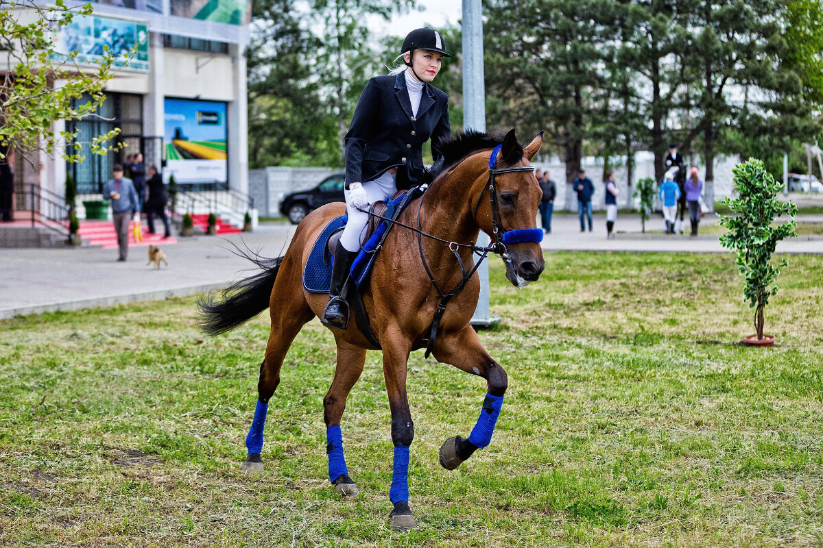 нижегородский ипподром летники. краснодарский ипподром логотип. стадион ипподром мамадыш. ипподром нижний новгород щербинки. ипподром нижний новгород история.