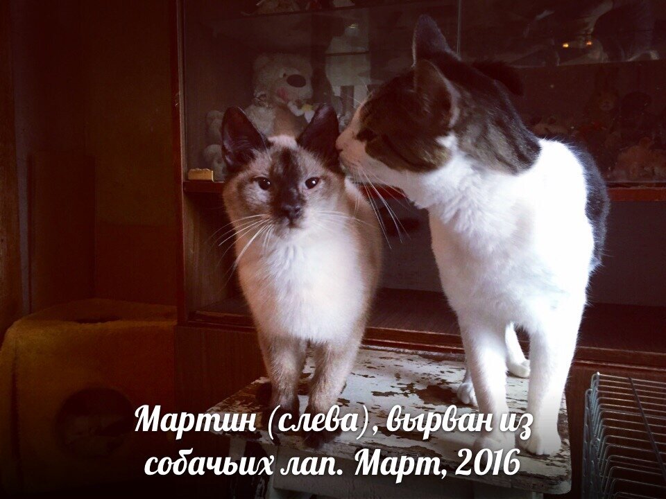 Бабушка назвала его Серафим, а новая хозяйка дала ему имя Мартин