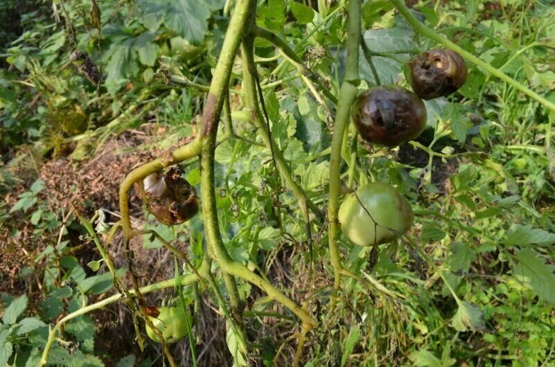 Фитофтора поражает все части растений.