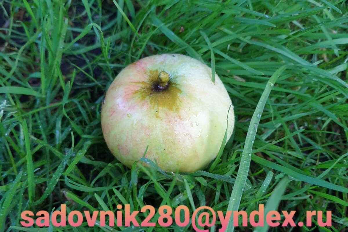 Фото автора Алесад