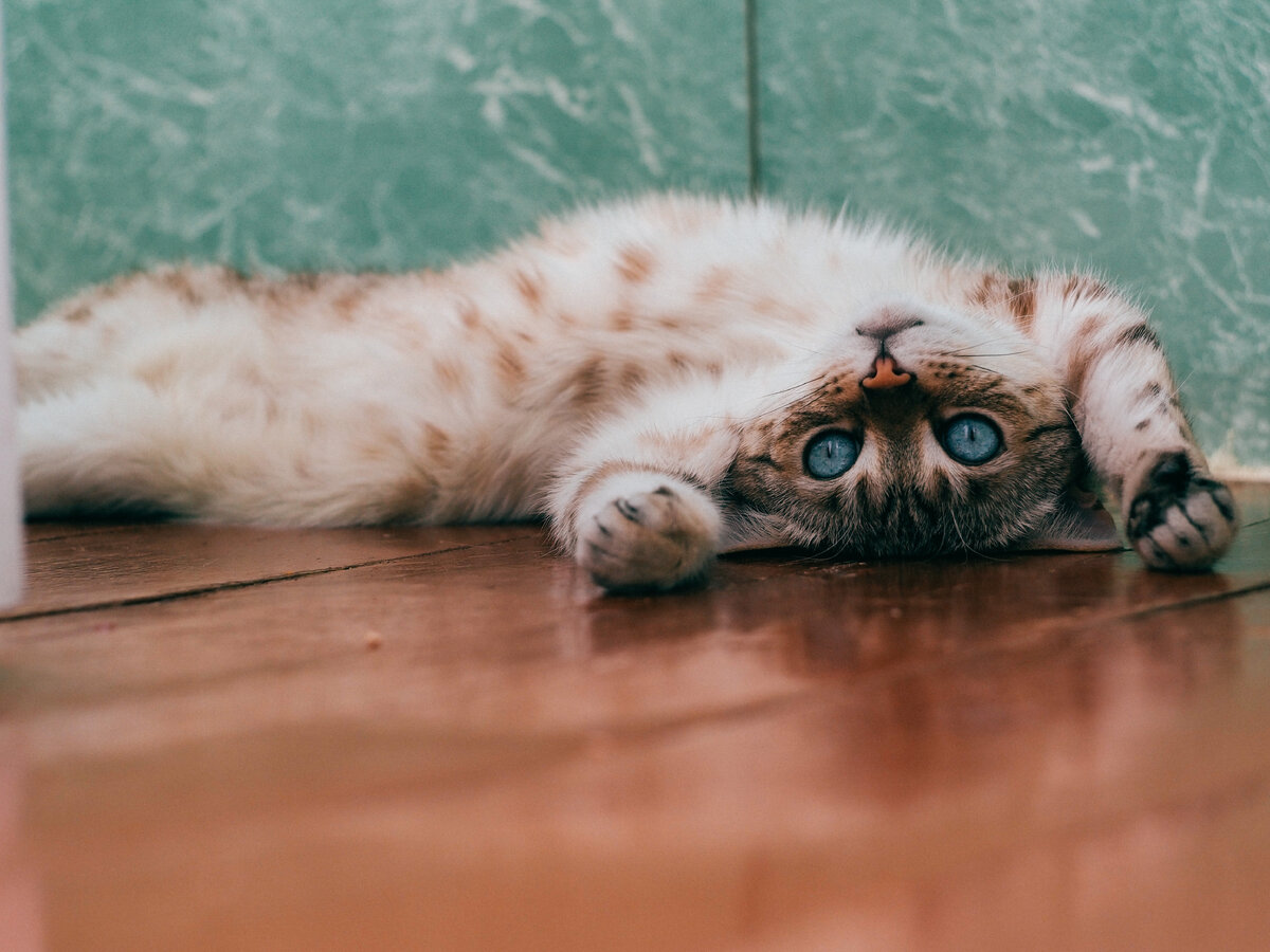 Фото: Daria Shatova 