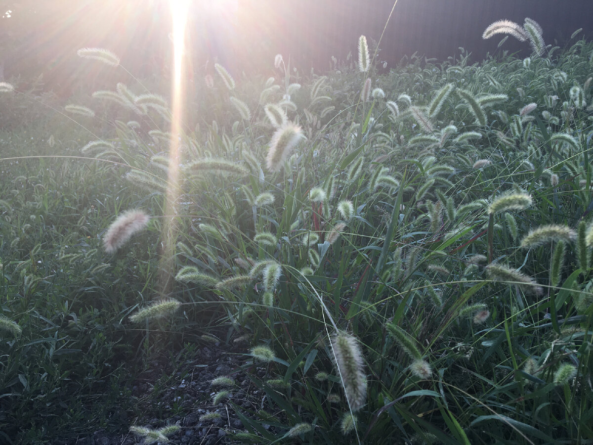 Милые пушистики, которыми зарос весь участок🤦‍♀️