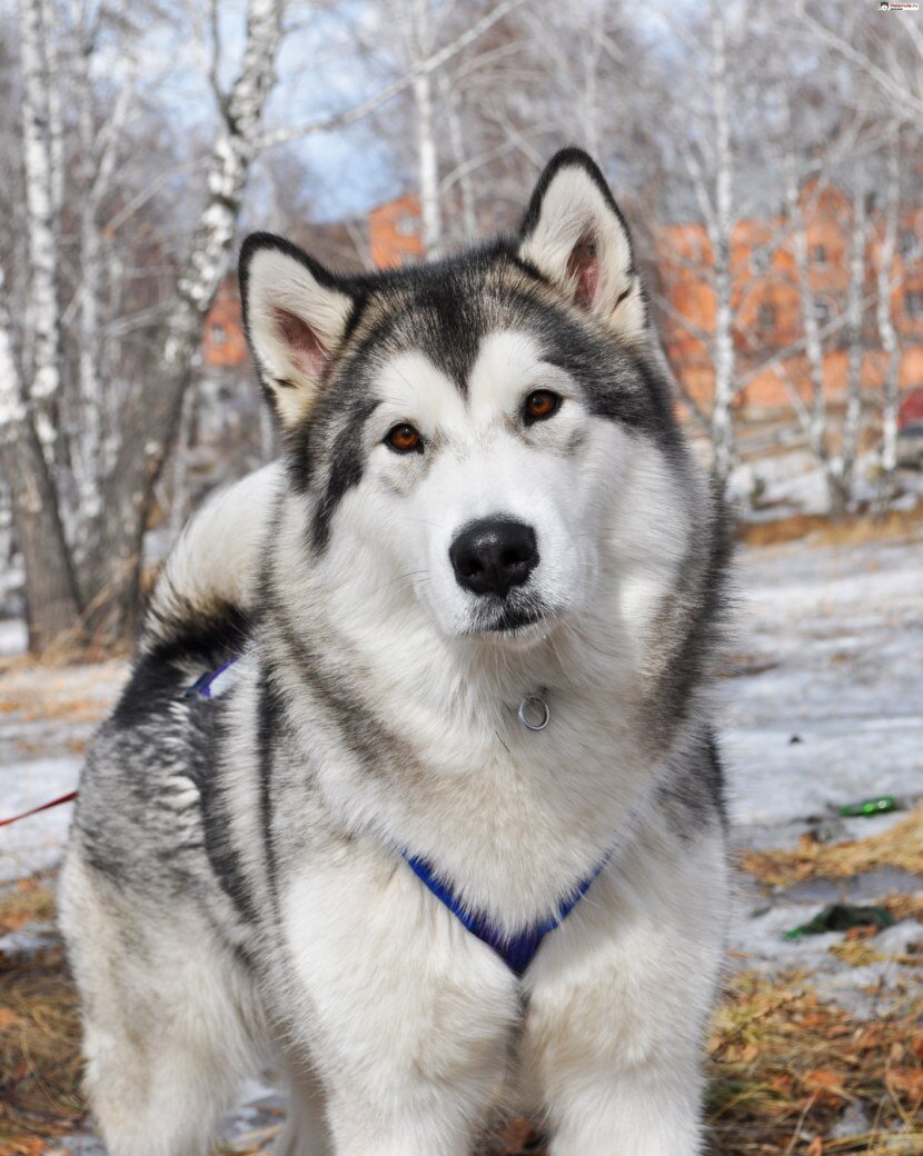 Изначально маламут предназначался для охраны жилища, перевозки грузов и участия в собачьих боях. Постепенно бойцовые и охранные качества этой породы были утрачены, она стала исключительно ездовой собакой.