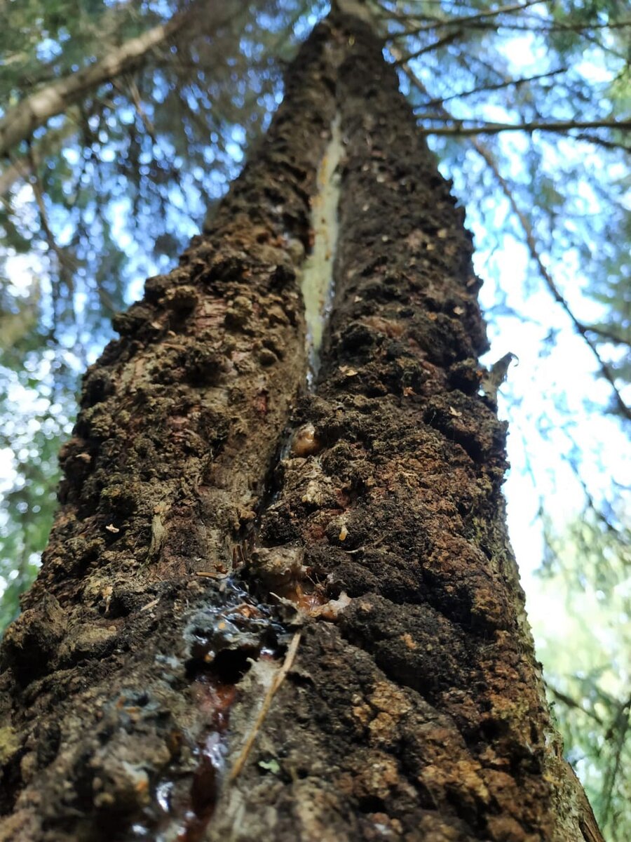 Трещина в коре. 