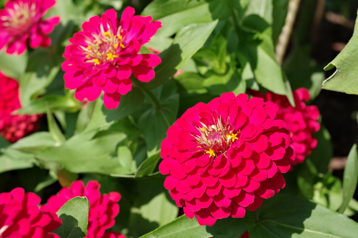 Циния scabiosaeflora