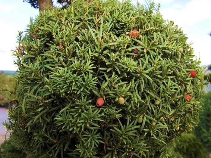 Изображение для иллюстрации, взято из открытых источников