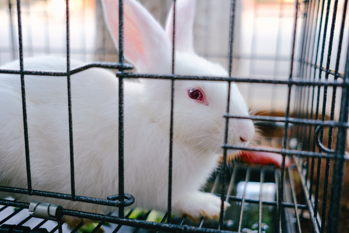 Клетка для кролика -Мелкие животные и грызуны -Статьи