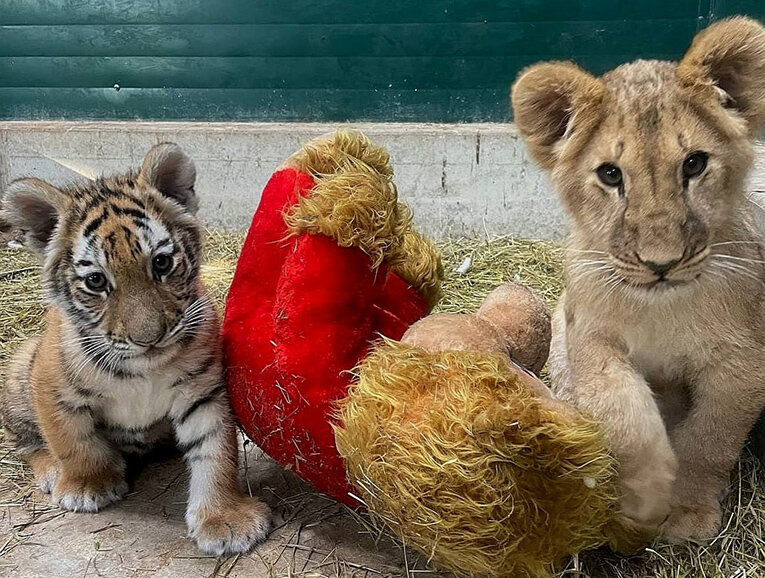 Фортис с новой соседкой Лианой или Лавандой? Фото Людмилы Ивушкиной