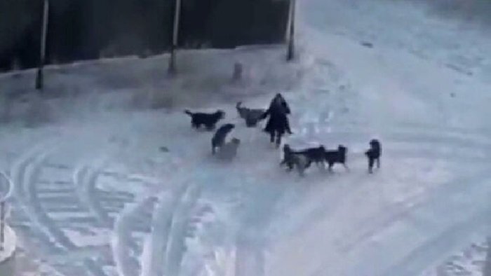Кадр из видео в Интернете. Стая бродячих псов нападает на пожилую женщину в Якутске 