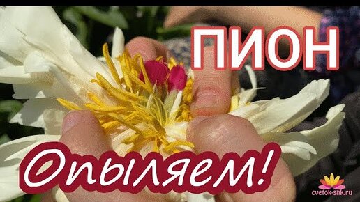 Опыляем желтый махровый пион VANILLA SCHNAPPS / Сад Ворошиловой | Сад ...