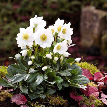 HGC® JONAS Морозник черный Фото helleborus.de