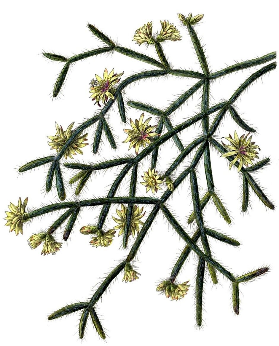 Старинный ботанический рисунок рипсалиса пилокарпа. С https://upload.wikimedia.org/. 