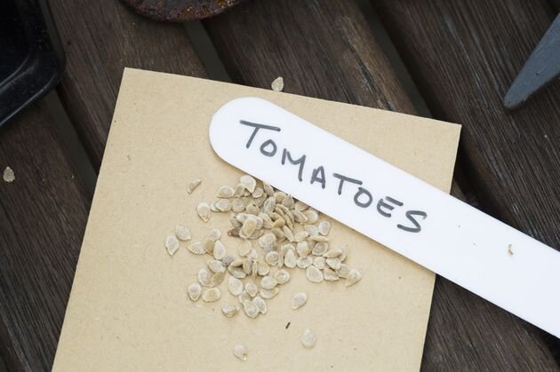 семена томата.