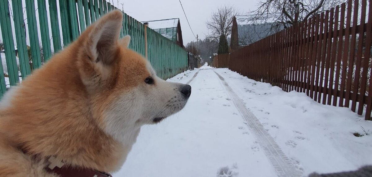 На пустынных улицах  СНТ, раздолье нашей собаке. Порода Акита Ину. фото Таша Муляр