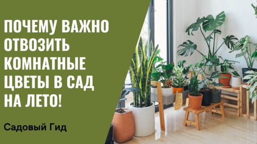 КАК ПЕРЕВЕЗТИ КОМНАТНЫЕ ЦВЕТЫ В САД НА ЛЕТО!