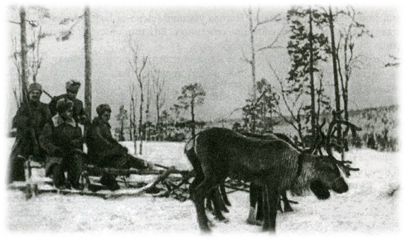 Северный олень вов. Оленно-лыжные батальоны. Лоси в Великой Отечественной войне 1941-1945. Оленно транспортные батальоны. Оленно-транспортные батальоны в годы ВОВ.