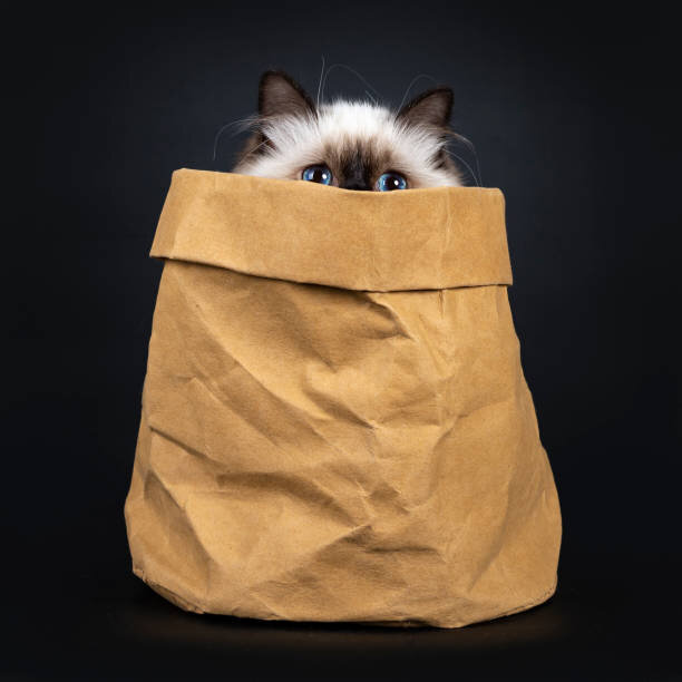 Почему кошки любят пакеты: опасность пакетов для кошек, чем привлекают пакеты  кошек, когда стоит обратиться к ветеринару | Все про кошек | Дзен