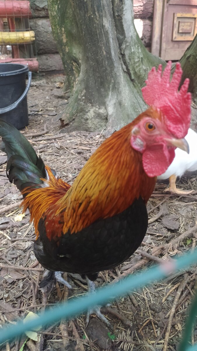 Петух размером с утёнка