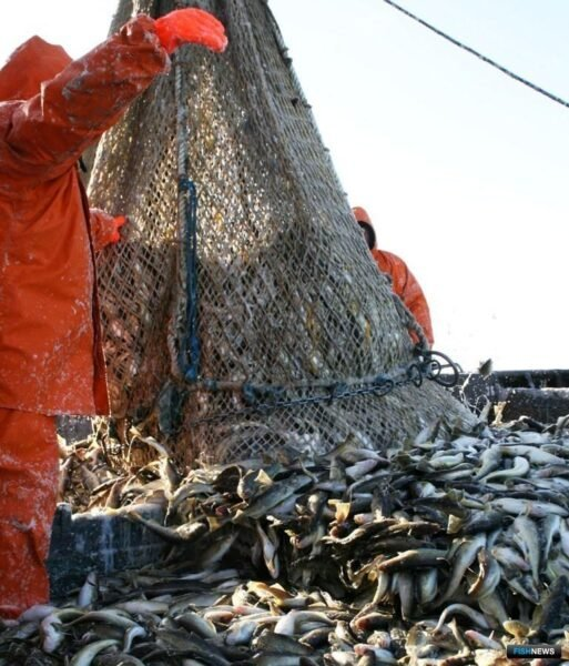 fishnews.ru: лососевая путина на Камчатке не оправдала ожиданий  