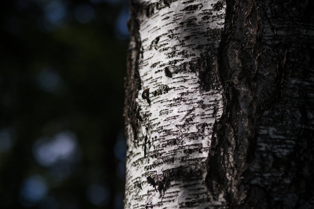 Александровский Сад, г. Санкт-Петербург. Береза. Автор фото: Надежда Панова, http://nadia-photo.com