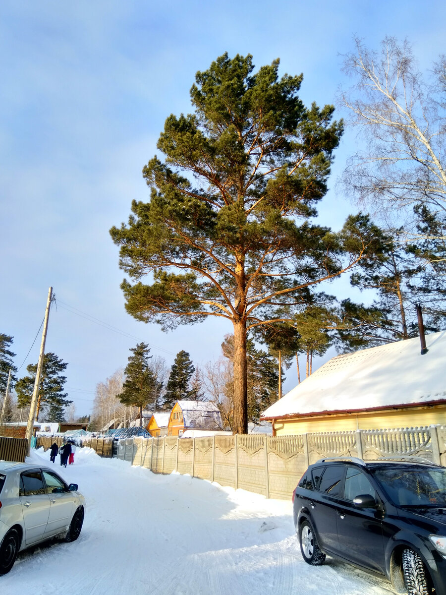Фото автора. Зимняя дорога на дачу