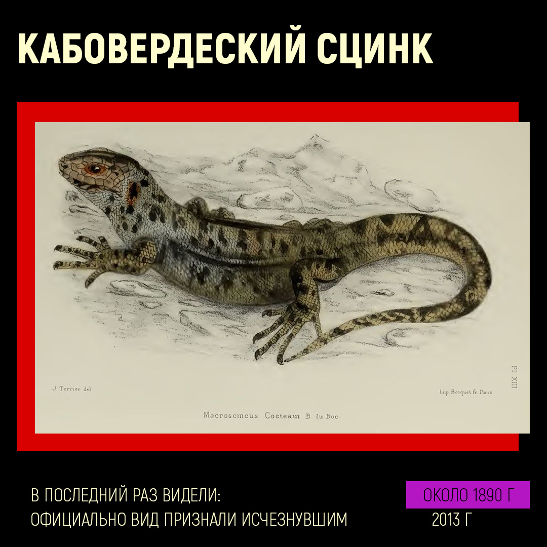 Кабовердеский гигантский сцинк, иллюстрация 1885 года. Фотография взята из открытых источников