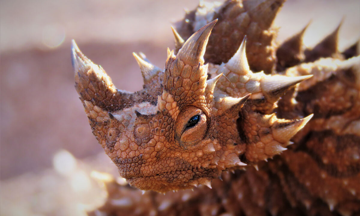 Moloch horridus