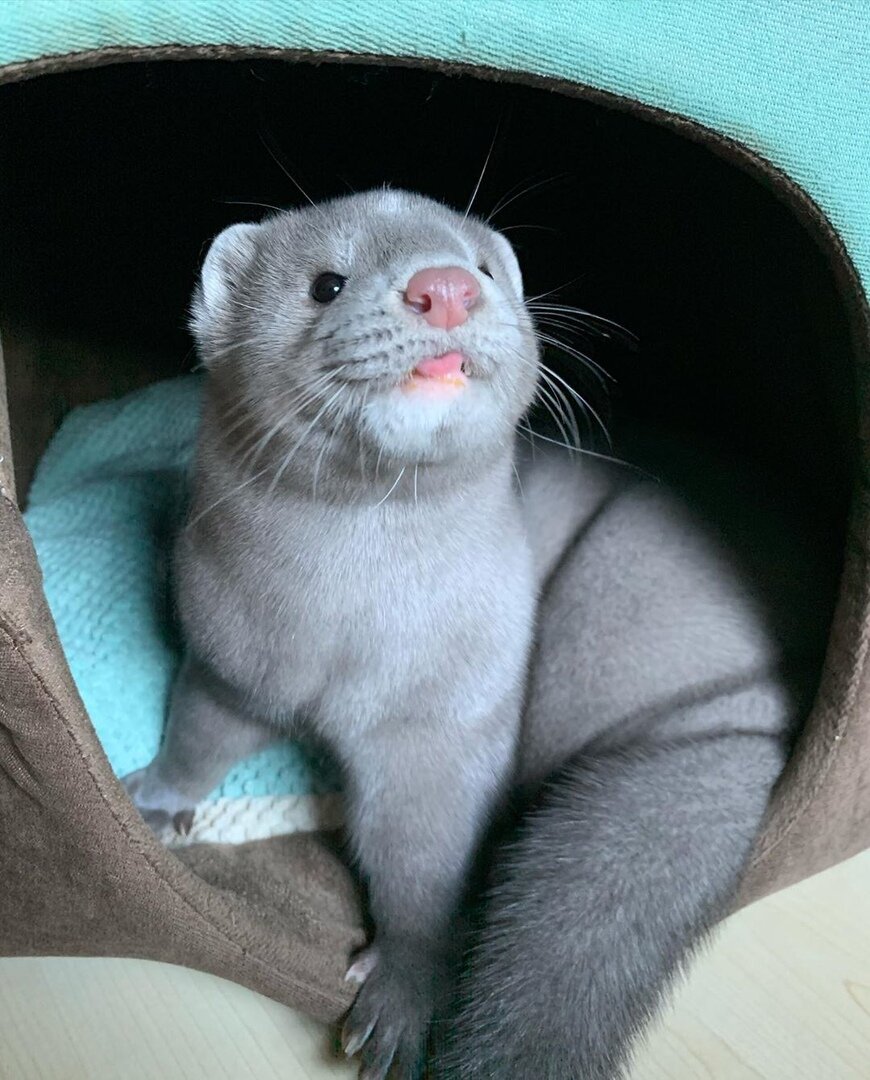 Просто милейшее создание)