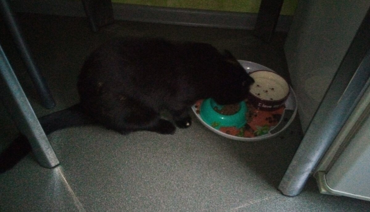 Кошка Муся