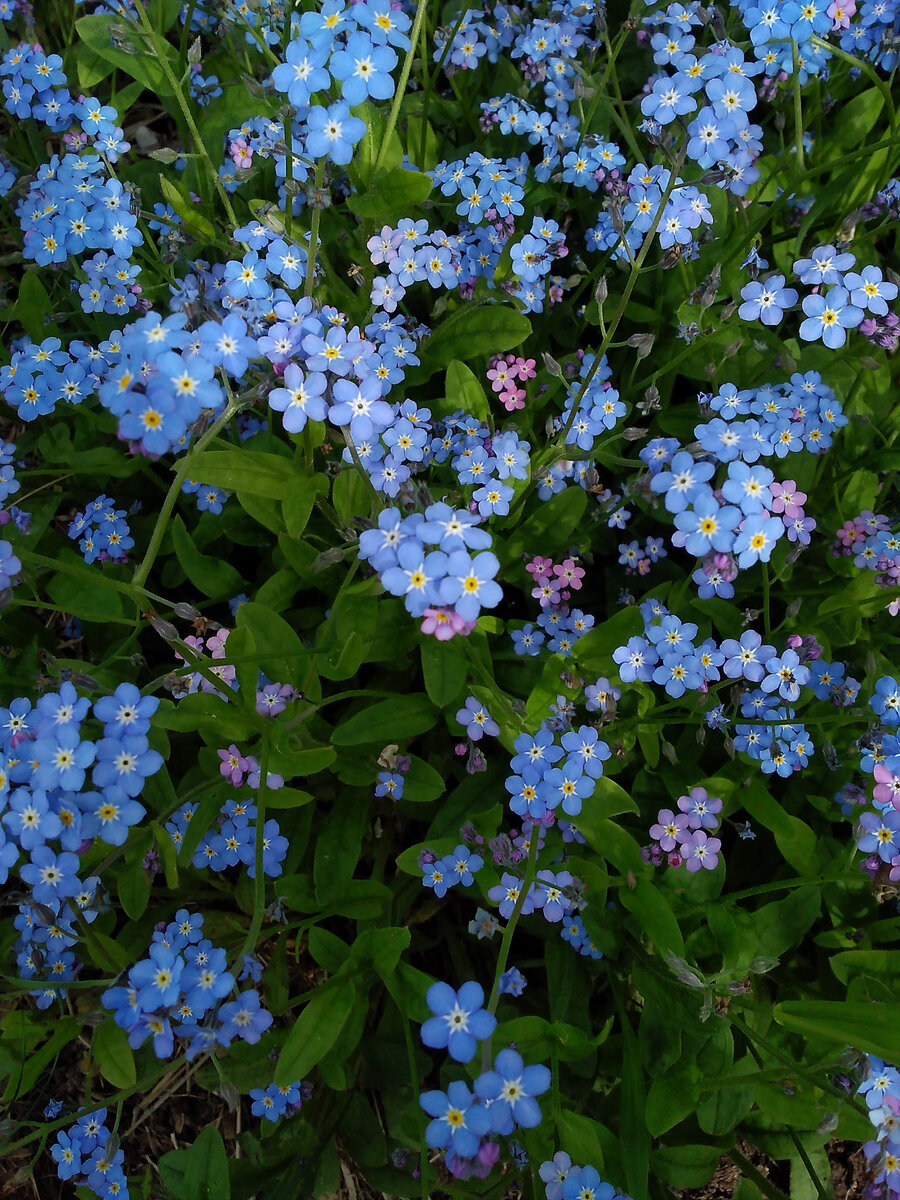 Кусочек неба на земле)