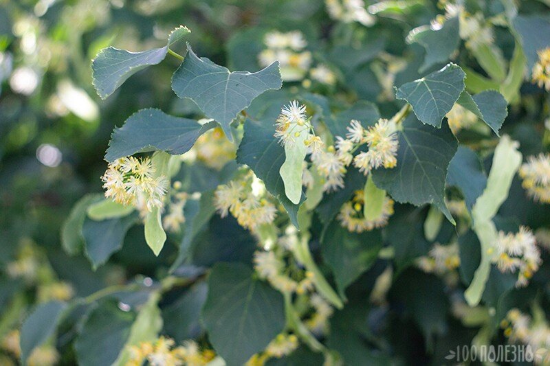 Нежные цветы липы и листья сердечками